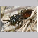 Tachysphex pompiliformis - Grabwespe m01a 6mm OS-Wallenhorst-Tongrube-Lehmwiese - det.jpg